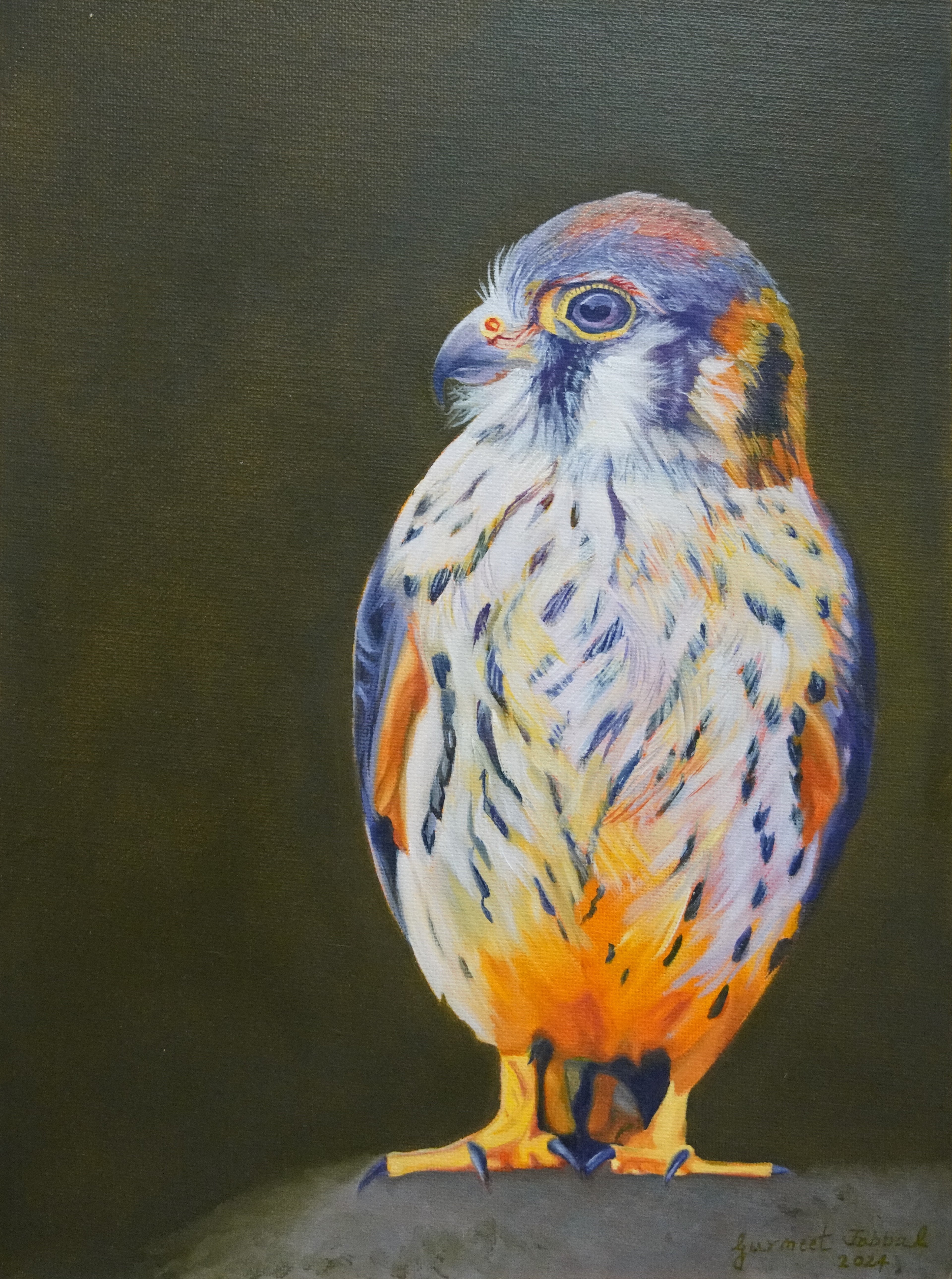 American Kestrel